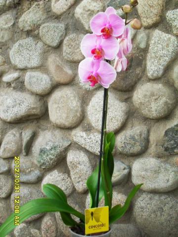 фаленопсис розовый раст.jpg