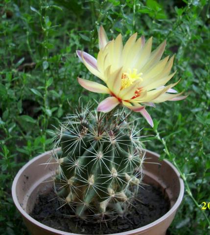 Thelocactus tulensis(3).JPG