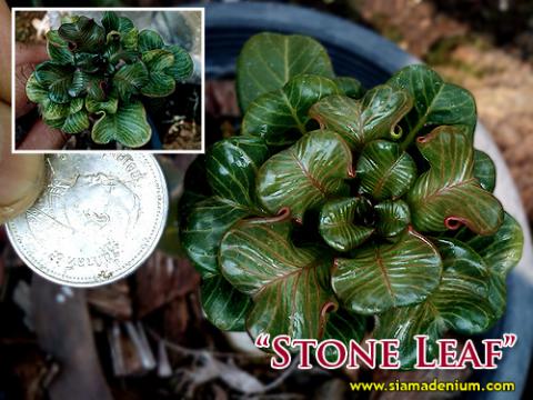 Adenium 'Stone Leaf'.jpg