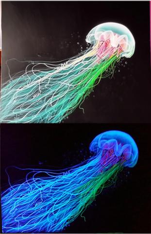 медуззка.jpg