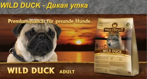 Wild Duck.jpg