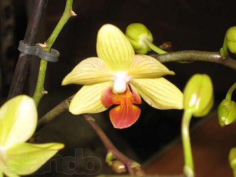 69838281_4_644x461_orhideya-falenopsis-dom-i-sad.jpg