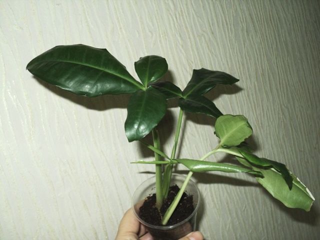 Syngonium auritum сингониум ушковатый фото