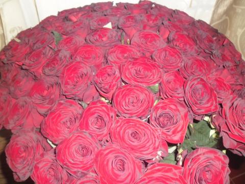 101 красная роза (2).JPG