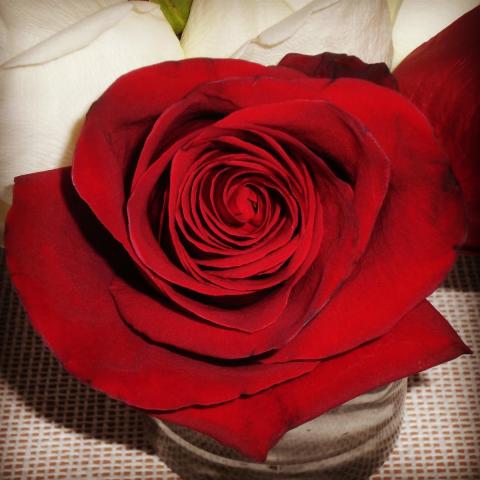 Красная роза.jpg