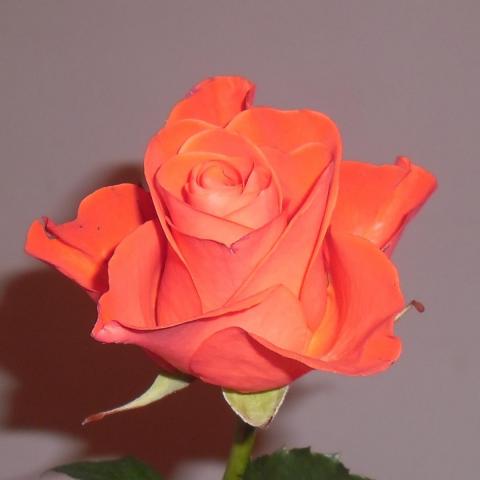 оранжевая роза сорт Вау.jpg