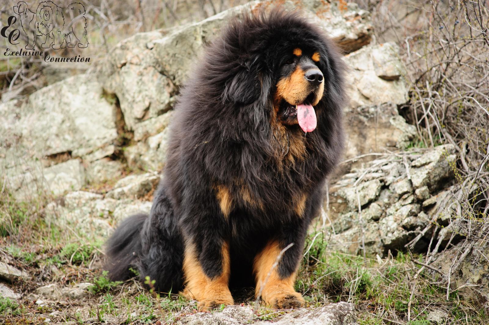 Очень крупная порода собак. Тибетский мастиф. Собака тибетский мастиф. Тибетский мастиф Хонг Донг. Мастиф тибетский мастиф.