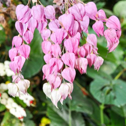 Clerodendrum_thomsoniae_03-2.jpg