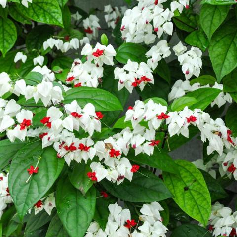 Clerodendrum_thomsoniae_05-2.jpg