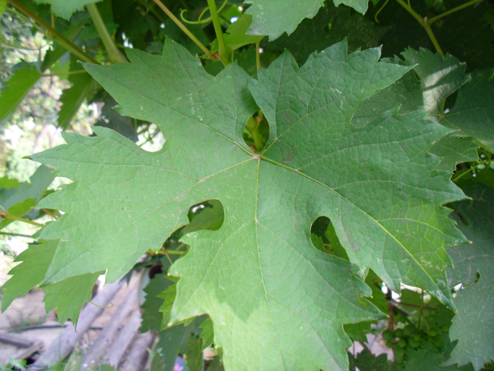 фото листьев винограда
