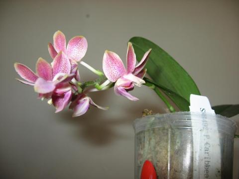 шайнинг орхидс 002.JPG