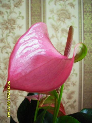 антуриум пурпур цветок.jpg