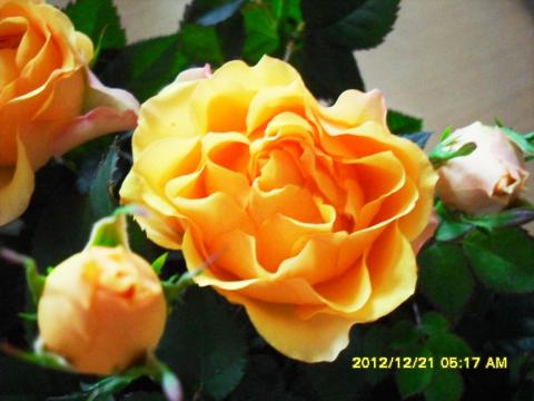 розачка желтая цветок.jpg