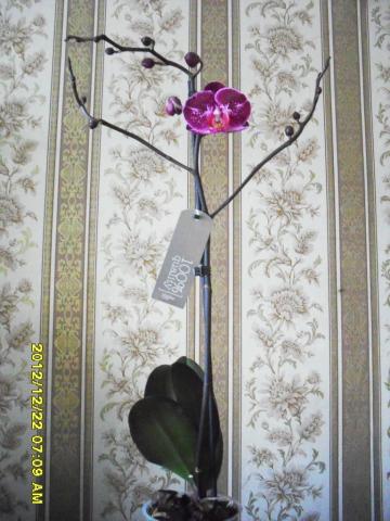фаленопсис бордо в крап растение.jpg