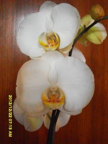 фаленопсис белый крупноцветковый цветы.jpg