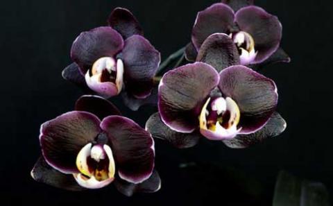 doritaenopsis-ever-spring-prince-black-ruby-foto-384.jpg
