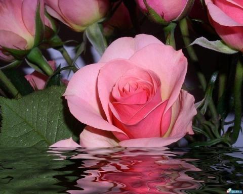розы на воде.jpg
