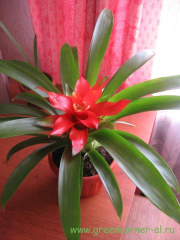 guzmania1_1.jpg