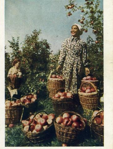 Сбор яблок в совхозе Гигант. 1957 .jpg