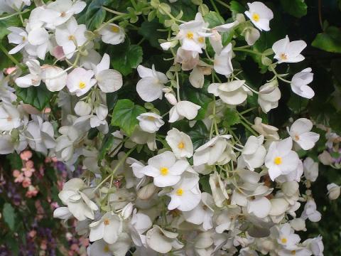 Begonia _ Lorraine cv. 'Weisser Schnee'.jpg