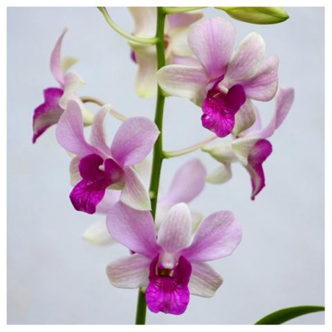 dendrobium-harmony.jpg