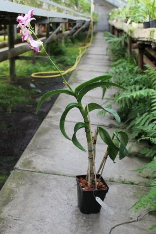 Dendrobium Snow White x Candy Stripe.JPG