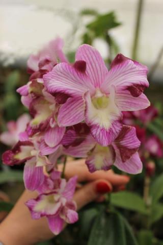 dendrobium-snow-white-x-candy-stripe-foto-3915.jpg