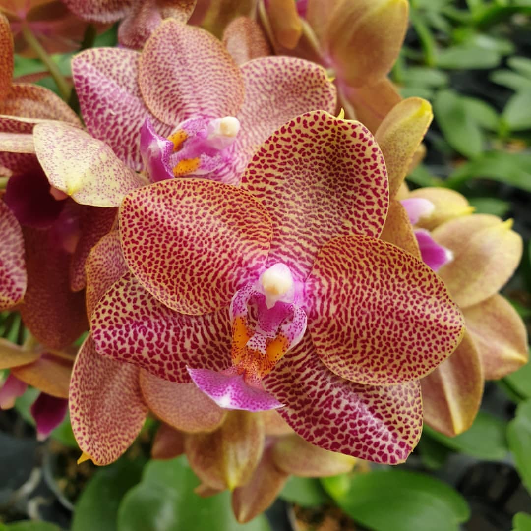 орхидея кроун фото
