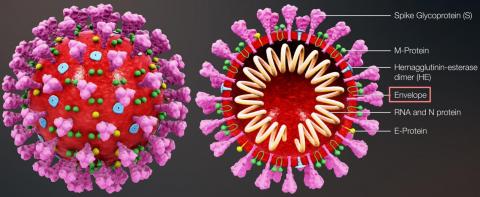 3D coronavirus structure.jpg
