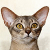 Абиссинские котята современного типа. Питомник "Антарекс". - последнее сообщение от Murrletta