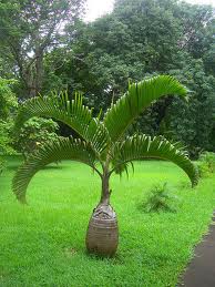 Фотография Бутылочная пальма