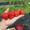Дачные помидоры - последнее сообщение от Ольга МиВаНиК