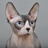 Стерилизованная кошка и кастрированный кот канадского сфинкса! - последнее сообщение от Single Joy