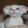 Ориентальные котята. с ушами как лепестки роз - последнее сообщение от vikavika