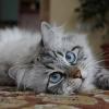 Сибирские (невские маскарадные) котята - последнее сообщение от Катя198