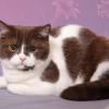 ALMAVILLE - питомник британских кошек - последнее сообщение от ~FLAWLESS~