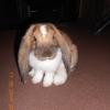 Декоративные кролики со скидкой - последнее сообщение от kroool