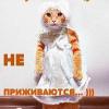 котята пооды мейн кун от питомника CHESTER HOME - последнее сообщение от ЗУДЕРМАН