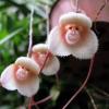 Коллективный заказ орхидей с Kultana Orchids! - последнее сообщение от Veronika661